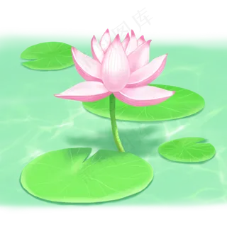 荷花春夏荷塘景色荷叶