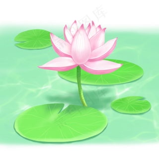 荷花春夏荷塘景色荷叶