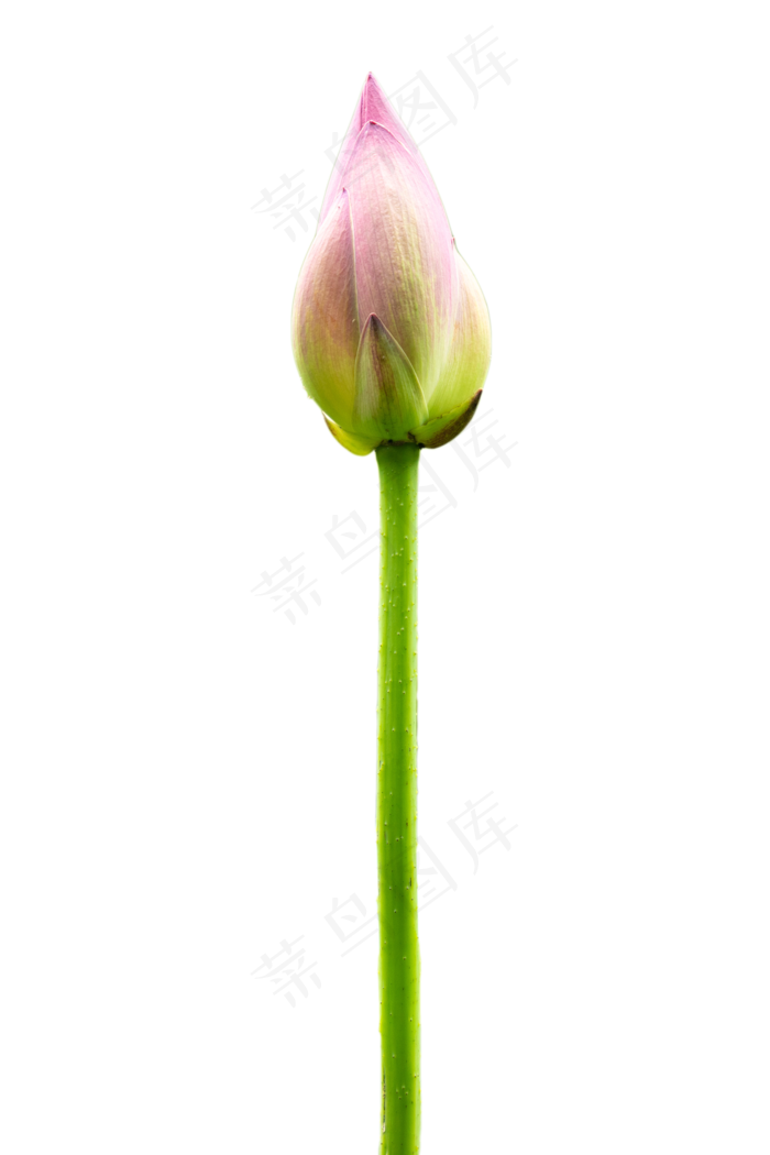 荷花花苞(3000X3000)