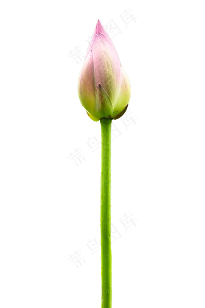 荷花花苞(3000X3000)