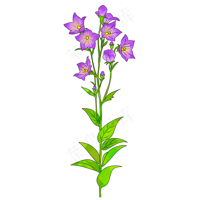 桔梗鲜花装饰创意