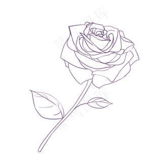 盛开的红色玫瑰花