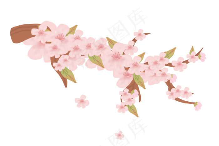 春分樱花手绘插画,免抠元素