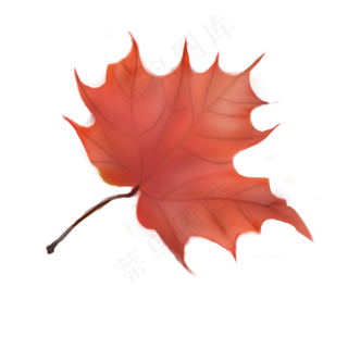 立秋枫叶树叶,免抠元素
