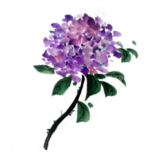 国画水墨紫色绣球花*花花球晕