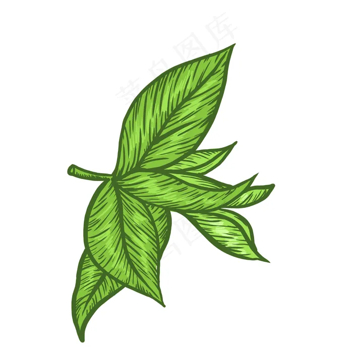 雕刻风格茶叶免抠PNG(2000*2000px 72 dpi )ai矢量模版下载