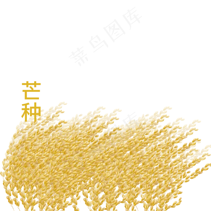 芒种稻穗PNG素材(2000X2000(DPI:300))psd模版下载