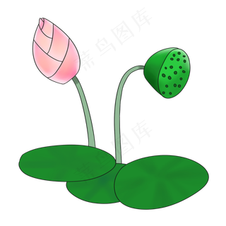 粉色的荷花和莲蓬