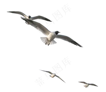 滇池湖泊上飞翔的海鸥,免抠元素 滇池湖泊上飞翔的海鸥,免抠元素