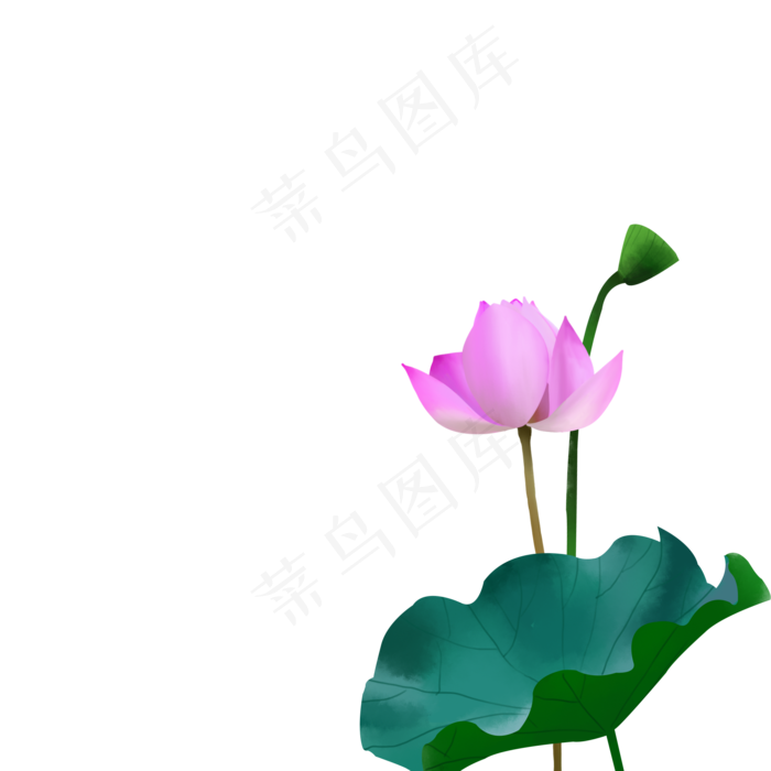 手绘粉色的荷花插图(2000X2000(DPI:300))psd模版下载