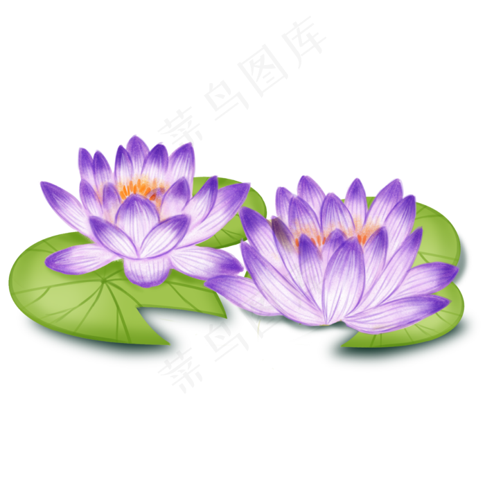 漂亮的紫色荷花插图(2250X2250(DPI:300))psd模版下载