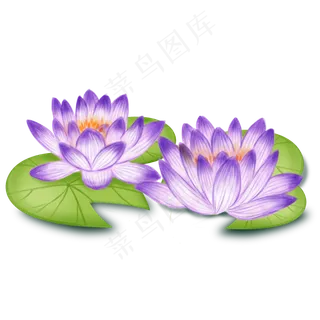漂亮的紫色荷花插图 漂亮的紫色荷花插图