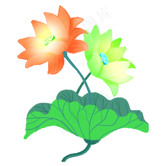 一蒂双花红绿色荷花(3000X3000(DPI:300))psd模版下载