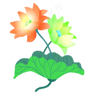 一蒂双花红绿色荷花