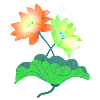 一蒂双花红绿色荷花