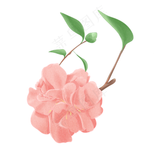手绘水彩粉色茶花
