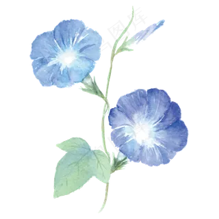 通用节日多彩卡通手绘水彩牵牛花,免抠元素