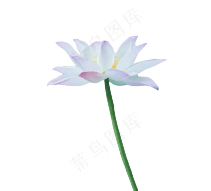 夏日荷花(1130X1020(DPI:300))psd模版下载