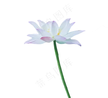 夏日荷花 夏日荷花