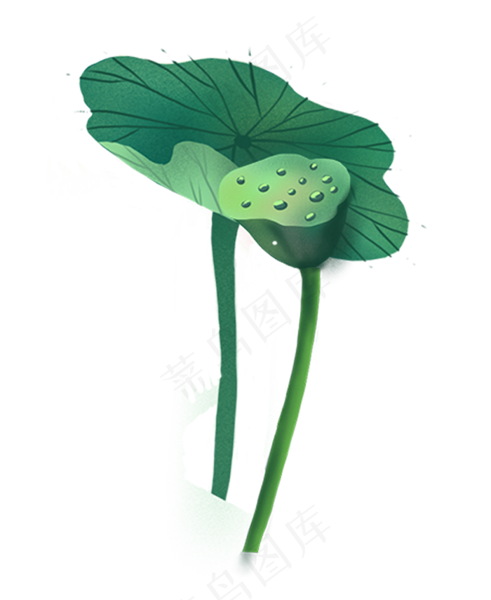 植物荷叶莲蓬(1000X1221(DPI:300))psd模版下载