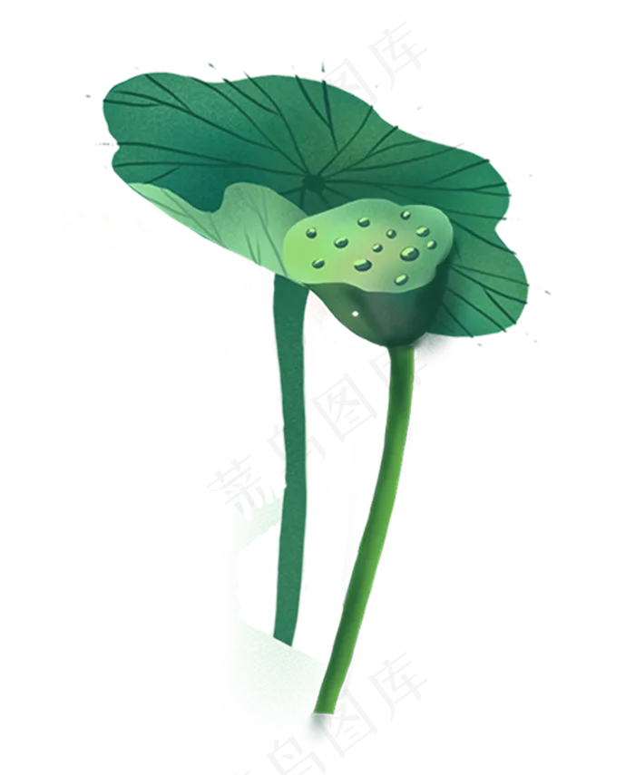 植物荷叶莲蓬(1000X1221(DPI:300))psd模版下载