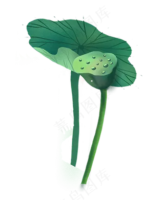 植物荷叶莲蓬