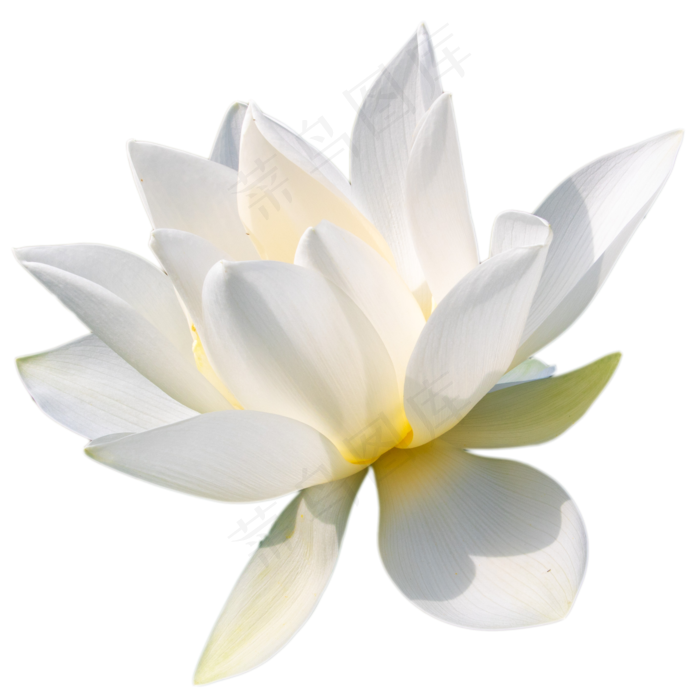 一朵荷花(2000X2000(DPI:300))