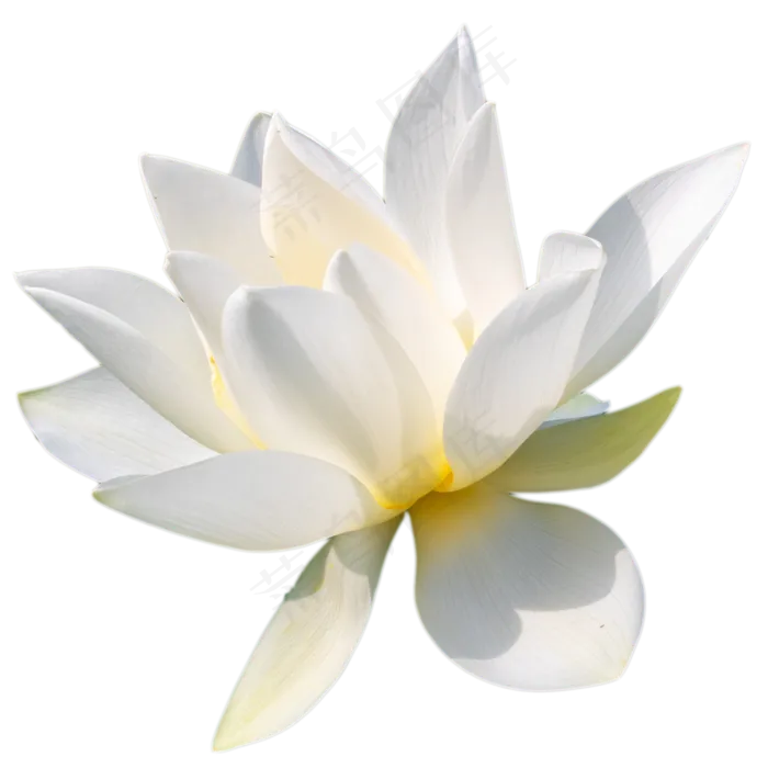 一朵荷花(2000X2000(DPI:300))