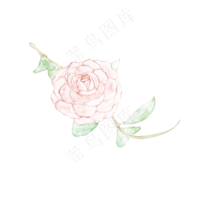 手绘水彩玫瑰花枝丫(2000X2000(DPI:300))psd模版下载