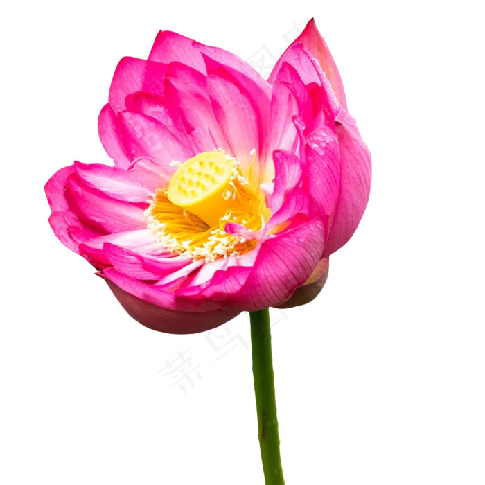 红色植物莲花(2048X2048(DPI:132))