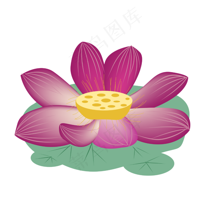 盛开的荷花花朵插画