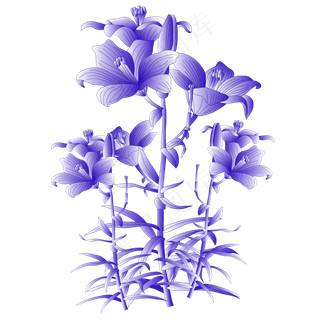 水墨水彩紫色花枝百合