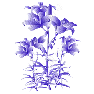 水墨水彩紫色花枝百合