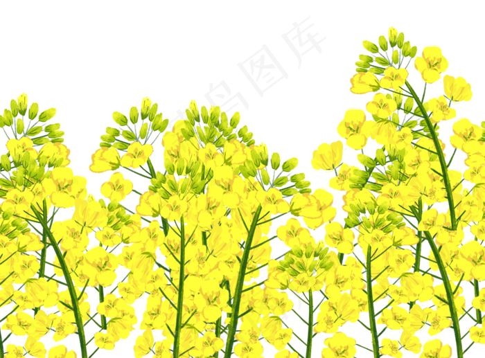 油菜花花海,免抠元素(2000X1478(DPI:300))psd模版下载