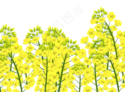 油菜花花海,免抠元素 油菜花花海,免抠元素