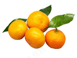 橘子橘叶,免抠元素