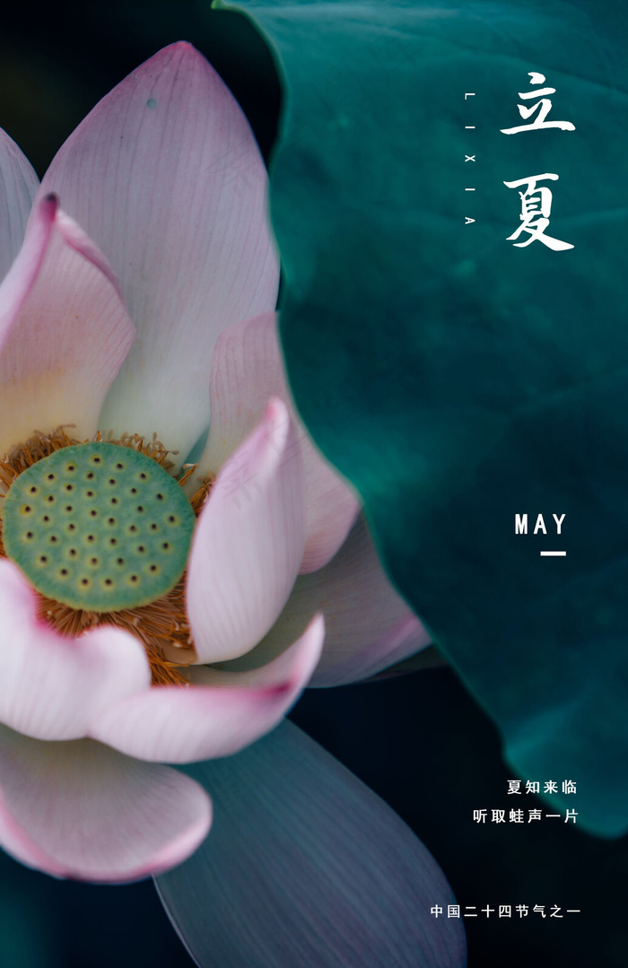 立夏初开荷花中国古朴(3450*5315px 	      )psd模版下载