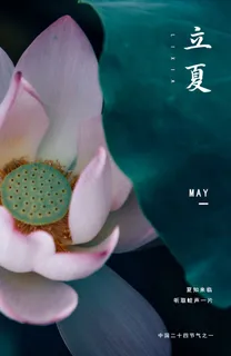 立夏初开荷花中国古朴 立夏初开荷花中国古朴