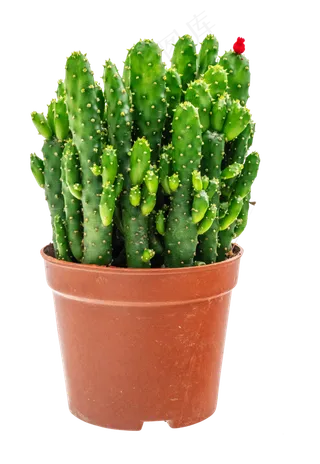 多肉仙人掌,免抠元素