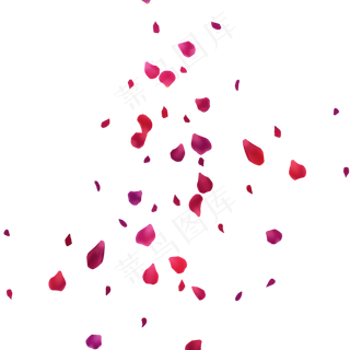 红玫瑰散落红花飘落紫玫瑰