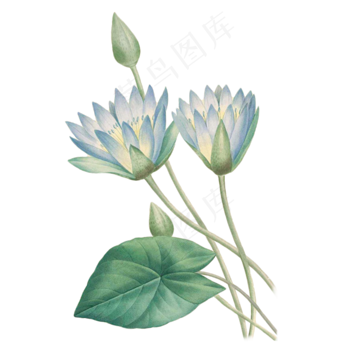 卡通手绘荷花免抠图(2000X2000(DPI:300))psd模版下载