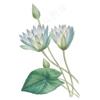 卡通手绘荷花免抠图