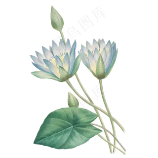 卡通手绘荷花免抠图