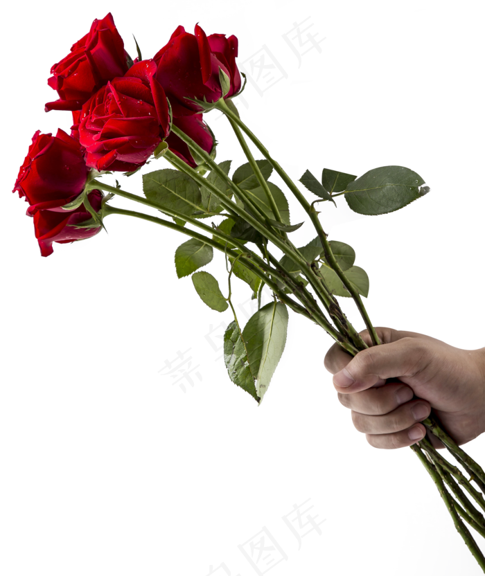 手拿红玫瑰