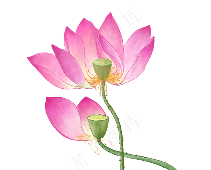 中国风荷花水彩画(1126X907(DPI:96))psd模版下载