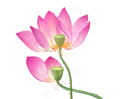 中国风荷花水彩画