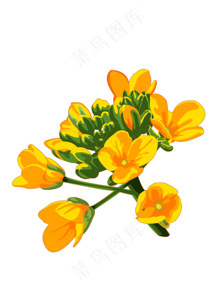 春分油菜花免扣元素,免抠元素