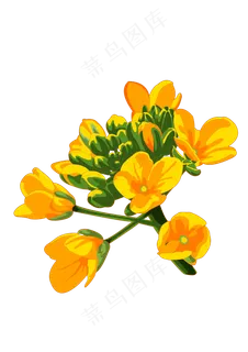 春分油菜花免扣元素,免抠元素