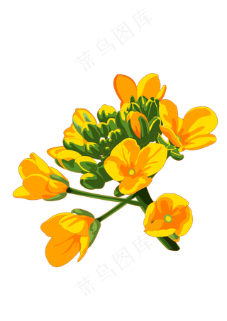 春分油菜花免扣元素,免抠元素