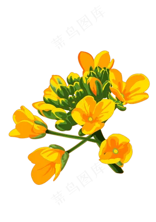 春分油菜花免扣元素,免抠元素